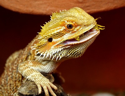 bearded-dragon-eating
