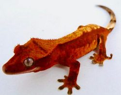 Crested Gecko Morph Chart