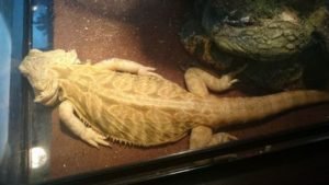 Why Is My Bearded Dragon Not Moving or Lethargic? 22 Reasons - Care ...