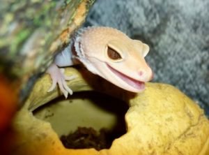 gecko leopard hide humid pet substrate