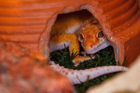 How To Tell If a Leopard Gecko Is Scared - Reasons for Stress in Leopard Geckos