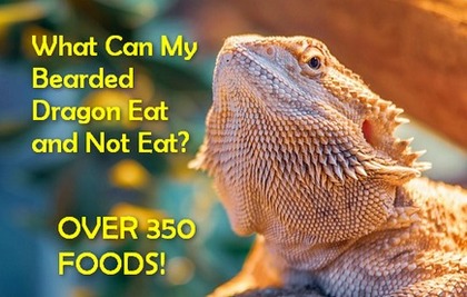 What Can My Bearded Dragon Eat and Not Eat - Over 350 Foods Explained