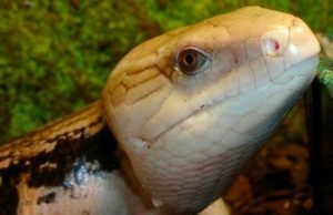How To Tame a Blue Tongue Skink and Bond With It - Full Guide