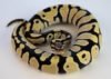 Ball Python Growth and Weight Chart by Age and Tips - Care Guides For ...